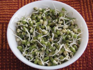 sprouts in salad