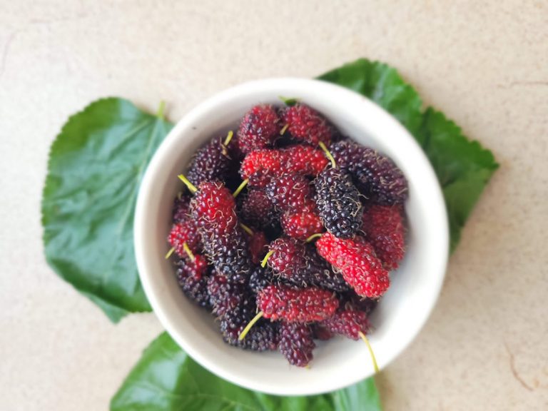 Mulberry Fruit Benefits